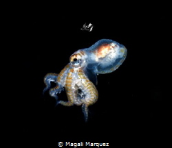 Octopus larva stage 
Bonfire diving 
Aguadilla Puerto Rico by Magali Marquez 